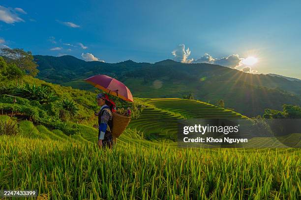 view of hmong woman on golden rice terraces at mu cang chai town near sapa city, vietnam. - vietnam stockfoto's en -beelden