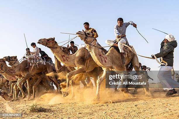 The start of the Al-Sirr camel race on November 19, 2025 in El Hassana, Egypt. The Al-Sirr camel race is one of the most culturally significant and...