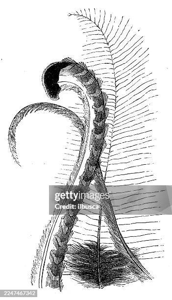 tail of lyrebird - tail stock illustrations