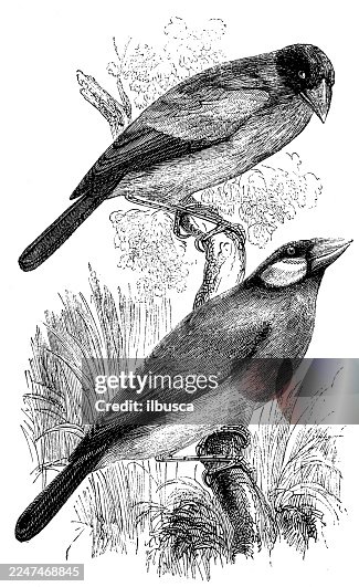 Java Sparrow Java Sparrow