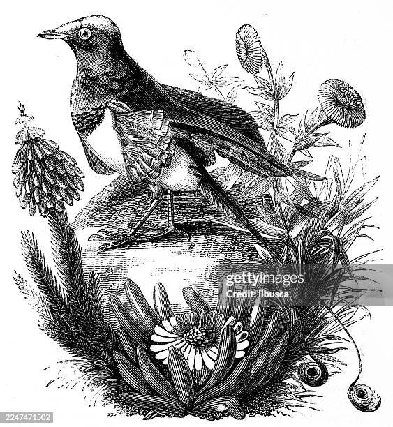 king bird of paradise - king bird of paradise stock illustrations