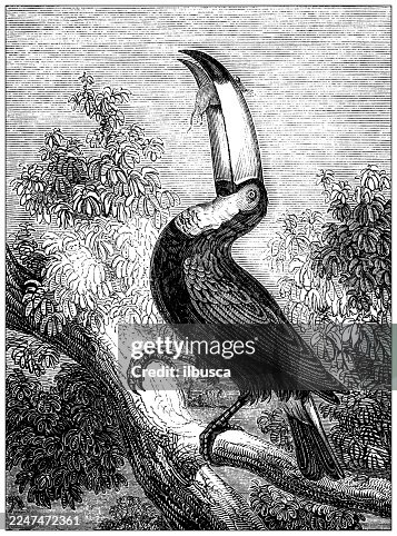 Toco Toucan Toco Toucan