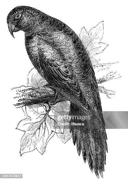 red fronted parakeet macaw - macaw stock illustrations