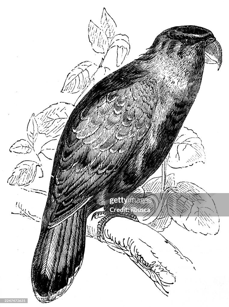 Purple capped Lory