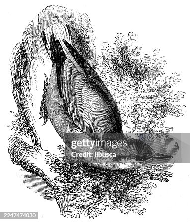 Nuthatch Nuthatch