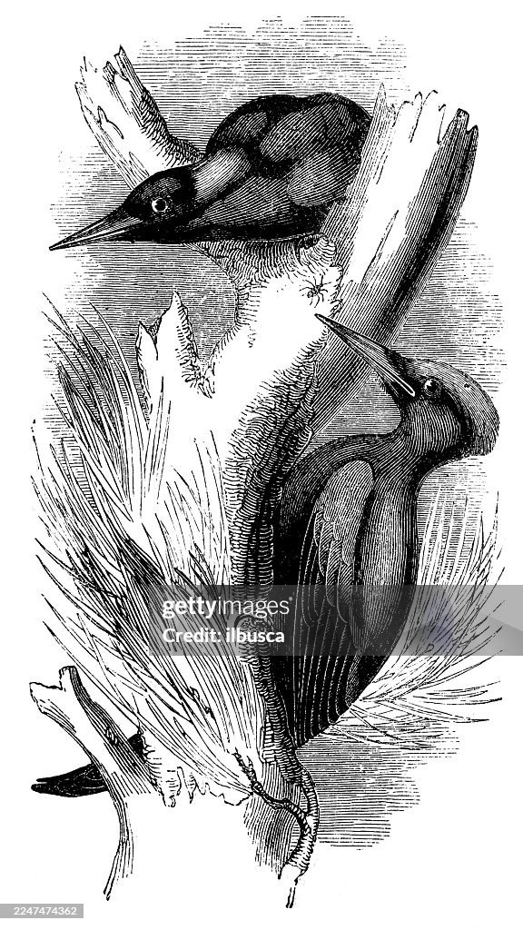 Great Black Woodpecker