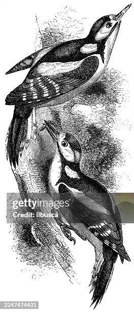 great spotted woodpecker - great spotted woodpecker stock illustrations