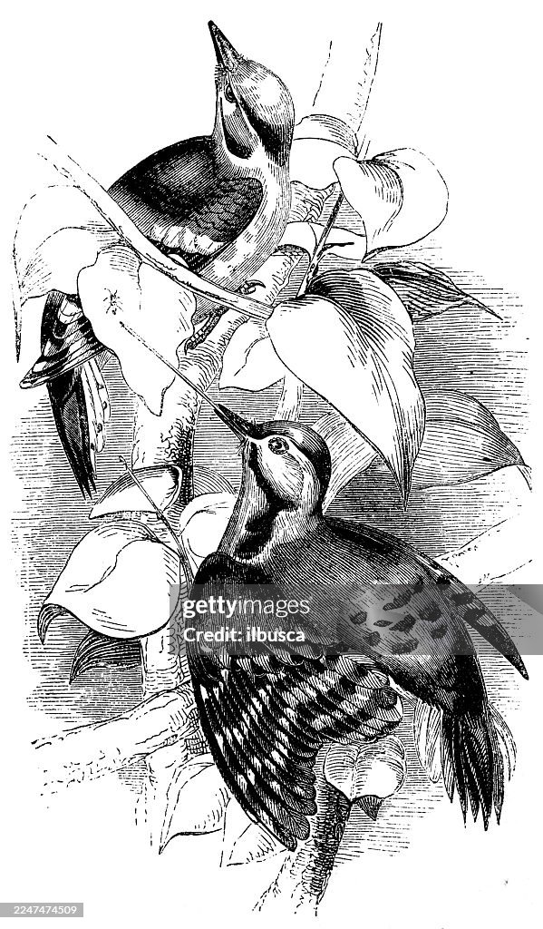 Lesser spotted woodpecker