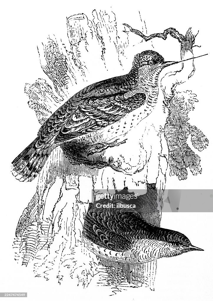 Wryneck