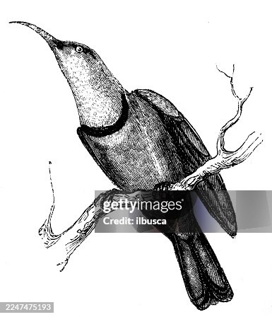Collared sunbird Collared sunbird