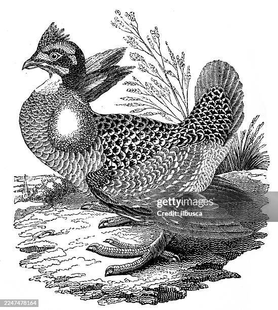 pinnated grouse - greater prairie chicken stock illustrations