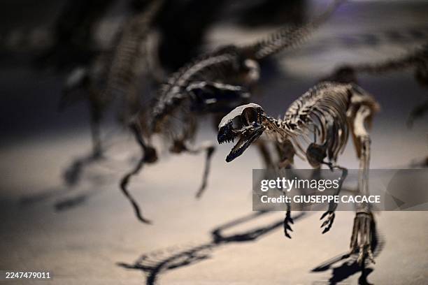 Dinosaurs fossils are dispalyed at the newly opened Natural History Museum in Saadiyat Cultural District of Abu Dhabi on November 22, 2025.