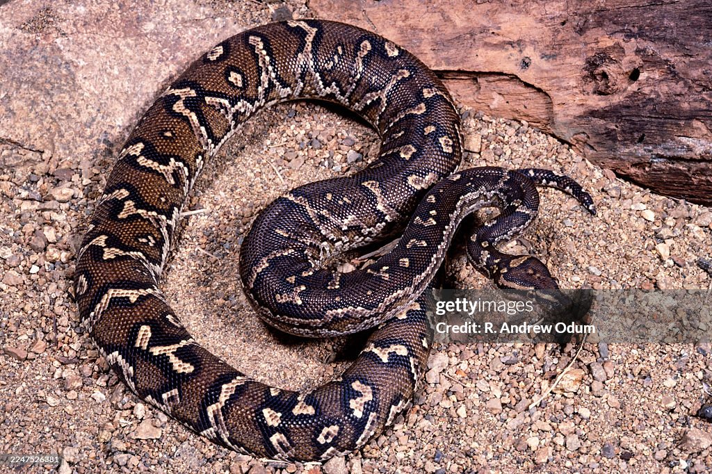 Angolan python, Namibia