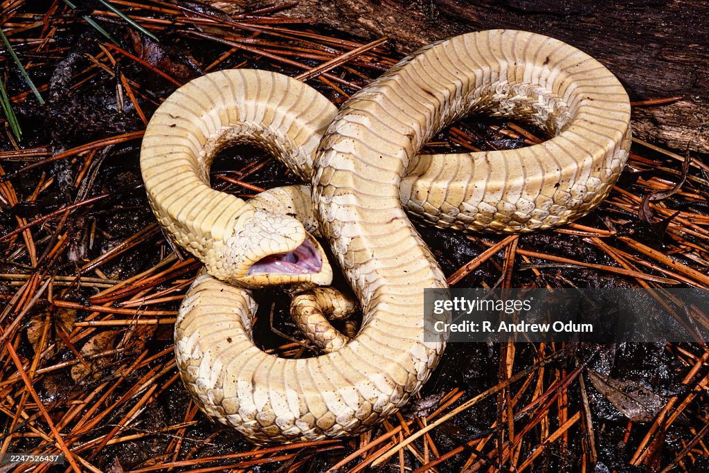 Eastern hognose snake feigning death
