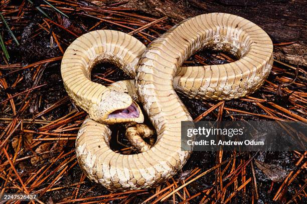 eastern hognose snake feigning death - eastern hognose snake stock pictures, royalty-free photos & images