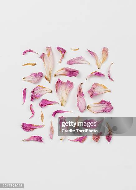 dried pink peony petals arranged in a grid on white background. faded floral fragments, wilted peony petal textures, botanical flat lay still life. - herbarium stock-fotos und bilder