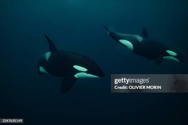Orcas chase a baitball of herring near Spildra Island, Northern Norway, on November 6, 2025. Between October and January billion of herrings gather...