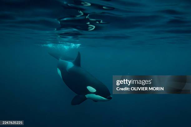 An Orca plays with a jellyfisk on her nose near Spildra Island, Northern Norway, on November 6, 2025. Between October and January billion of herrings...