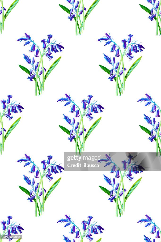 Antique color plant flower illustration: Hyacinth (Hyacinthus orientalis)