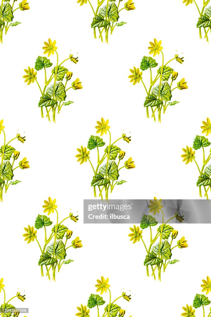Antique color plant flower illustration: Ficaria verna (lesser celandine)