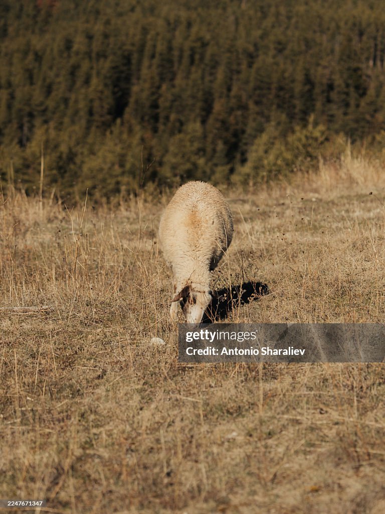 Single Sheep Grazing on Dry Meadow with Forest Background