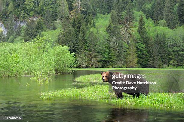 one large grizzly bear in a meadow, khutzeymateen grizzly bear sanctuary, prince rupert, british columbia, canada - brown bear stock pictures, royalty-free photos & images