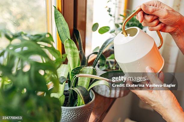 senior woman watering houseplants by window - house plant stock pictures, royalty-free photos & images