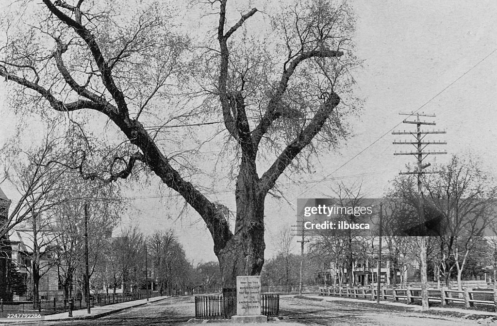 Harvard University and surroundings: The Elm under which Washington took command of the American Forces