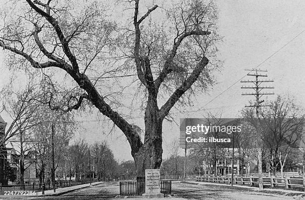 harvard university and surroundings: the elm under which washington took command of the american forces - university of washington campus stock illustrations
