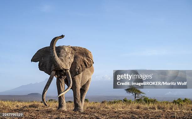 african elephant (loxodonta africana) with raised trunk, in picturesque landscape with the summit of mount kilimanjaro, the famous super tusker elephant craig, old male with long tusks, in atmospheric evening light, kajiado county, kenya - elephant stock pictures, royalty-free photos & images