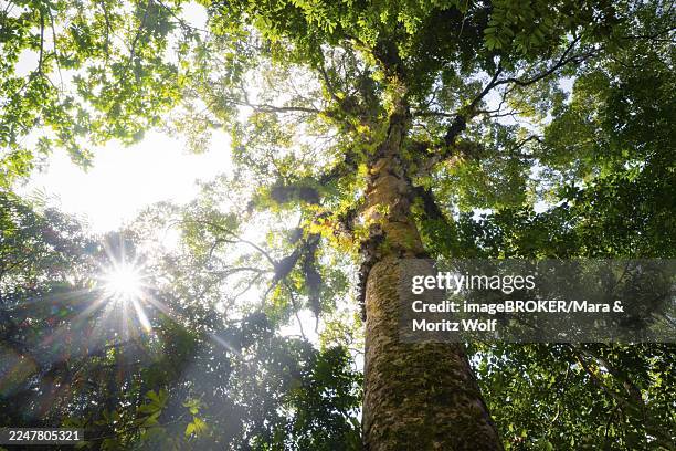 sun shines through the leaves, large tree in dense forest, tropical rainforest, amani nature forest reserve, tanga, tanzania - thick jungle stock pictures, royalty-free photos & images