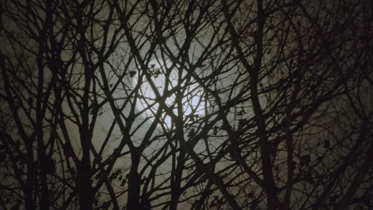 https://media.gettyimages.com/id/2247854878/video/creepy-winter-moon-scene-with-bare-trees-under-blue-halloween-sky.jpg?b=1&s=640x640&k=20&c=s6ZcOMlt8-rxooFWx80_BO5bPWkCd4wGrTCYcLZ5Jyg=