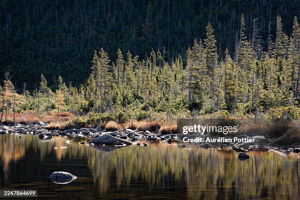 parc national de la gaspésie, lac-aux-américains, backlighting - parc national de la gaspésie stock pictures, royalty-free photos & images