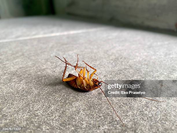 dead cockroach lying upside down on bathroom floor - upside down legs photos et images de collection