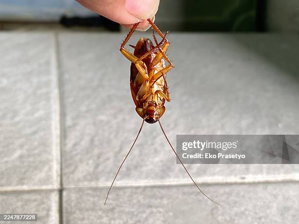 hand holding a dead cockroach in the bathroom - cockroach stock pictures, royalty-free photos & images