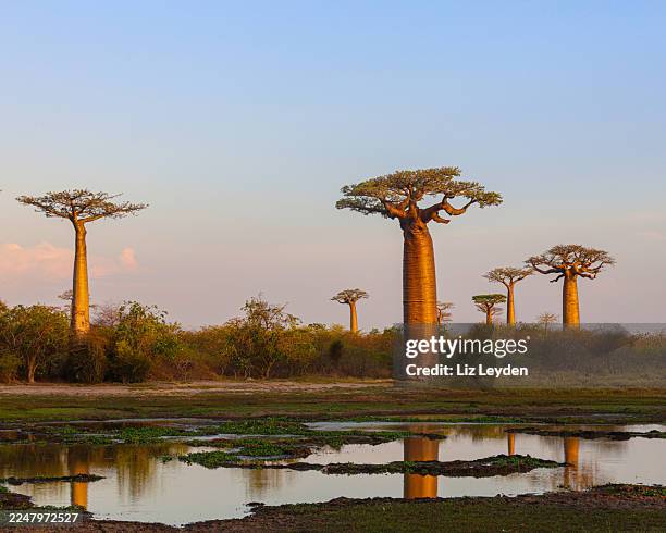 baobabs de grandidier derrière un étang : ouest de madagascar. - madagascar photos et images de collection