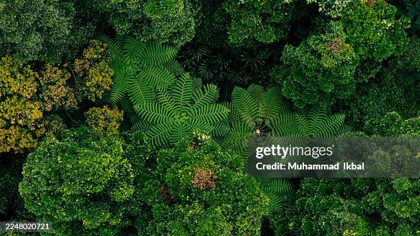A lush and thriving forest with dense green trees, captured from an aerial perspective in natural harmony.