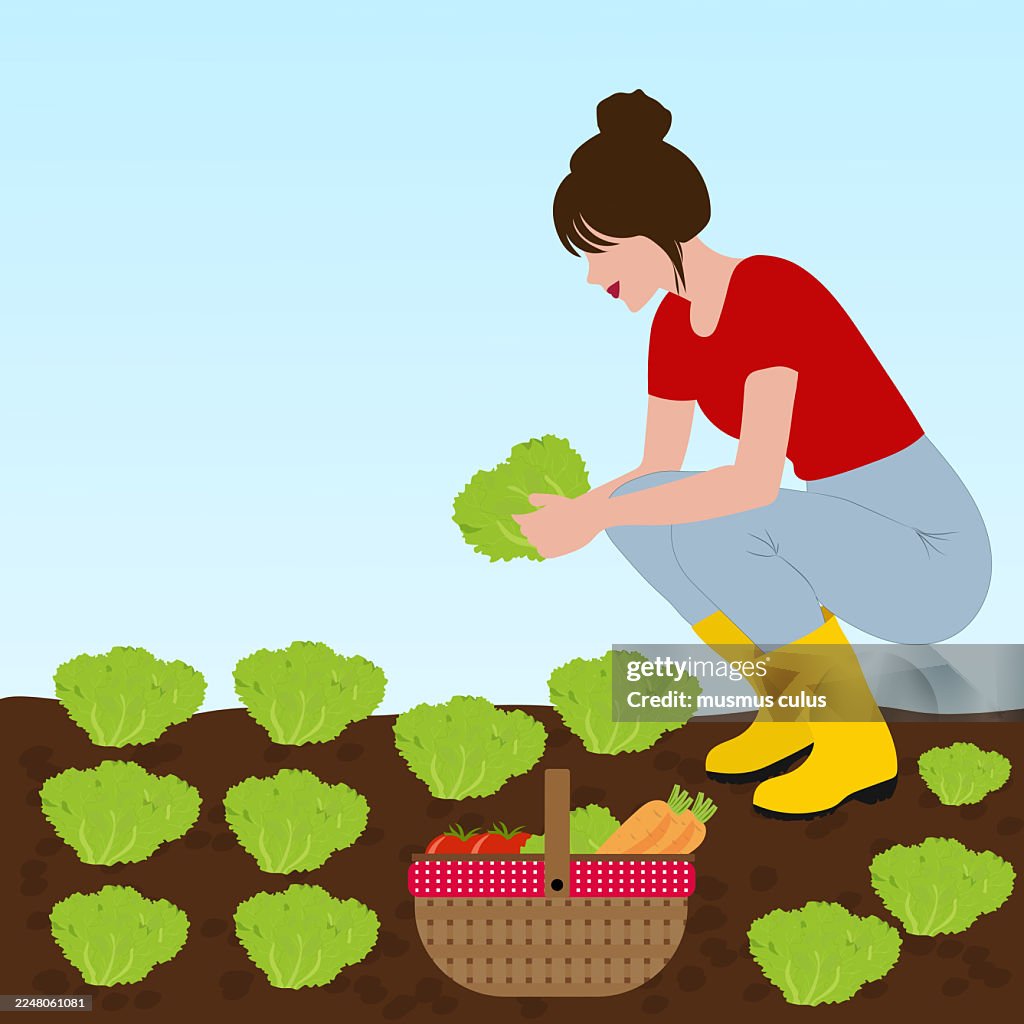 Woman Harvesting Fresh Lettuce in a Vegetable Garden – Flat Vector Illustration