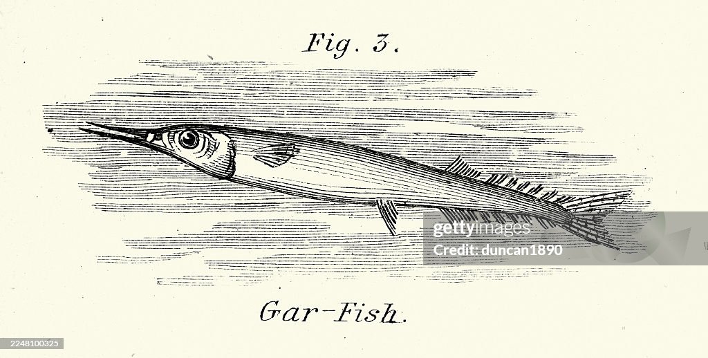 Fauna, vida marina, peces, peces, Belone belone, un pez aguja pelágico y oceanodromo Ilustración vintage, siglo XIX, victoriana