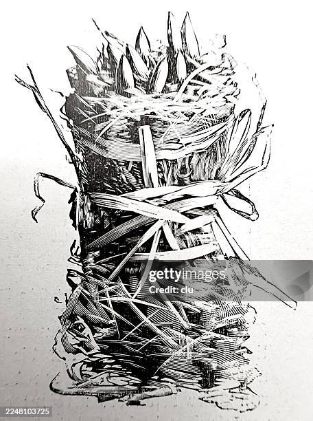 ready-made moss bundle with sprouting seeds - moss stock illustrations