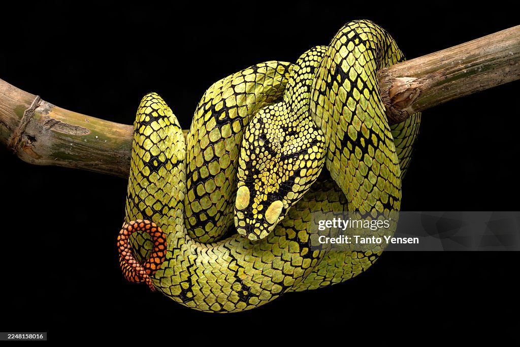 Sumatran pit viper