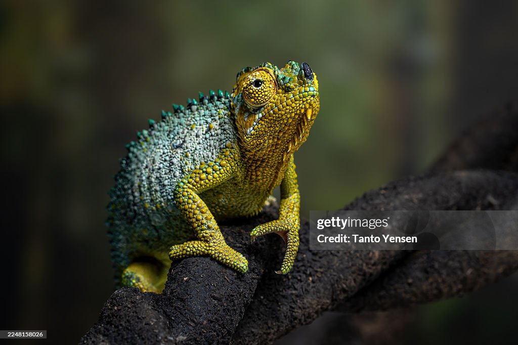 Helmeted chameleon