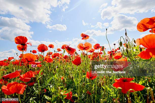 low angle view of red poppies on field against sunlight and sky - coquelicot photos et images de collection