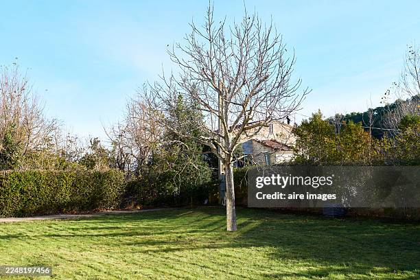 bare tree standing in green lawn under blue sky - kale boom stockfoto's en -beelden