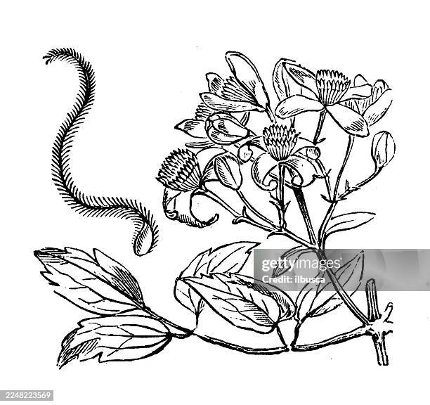clematis vitalba - clematis vitalba stock illustrations