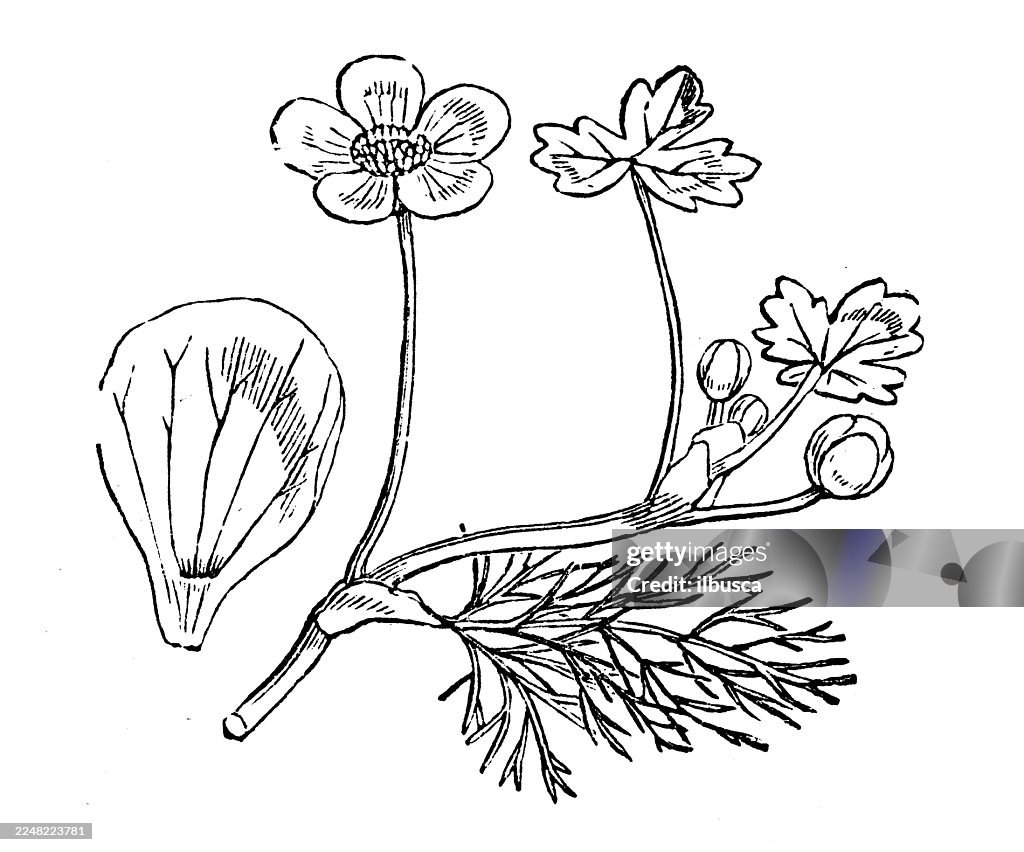 Ranunculus aquatilis