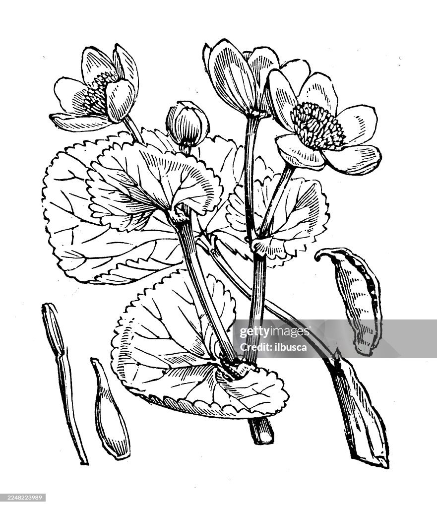 Caltha palustris
