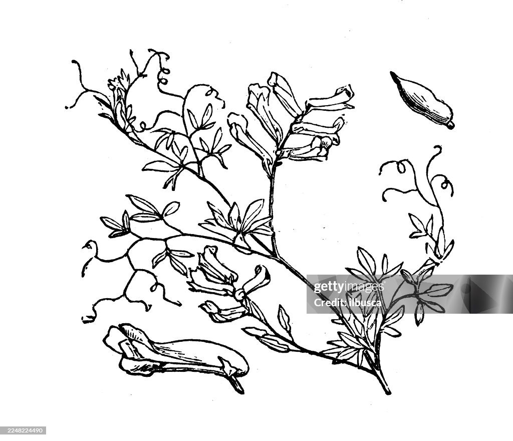 Corydalis claviculata