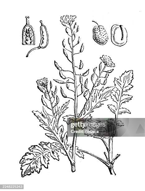 nasturtium palustre - watercress stock illustrations