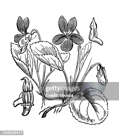 Viola odorata Viola odorata